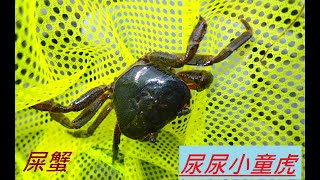 拉氏清溪蟹 屎蟹Candidiopotamon rathbunae 尿尿小童虎203