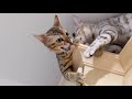 Watch This Before Getting A Bengal Cat | Disadvantages Of Owning A Bengal Cat