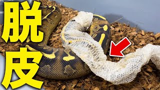 【Giant Snake Shedding】So Satisfying! What’s This Rare Sight!?｜Ball Python Breeding