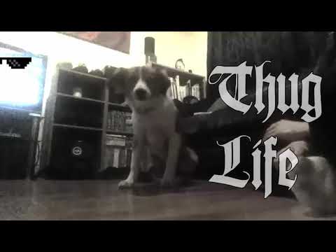 Thug life collie Thug life collie