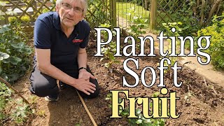 PLANTING SOFT FRUIT