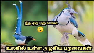 உலகில் உள்ள அழகான பறவைகள் | Most beautiful birds in the world