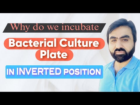 Why do we incubate the inoculated agar plates?