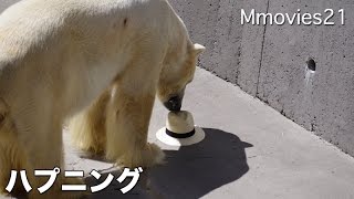 Polar Bears in windy day 飛んできた帽子、どうするデナリ？