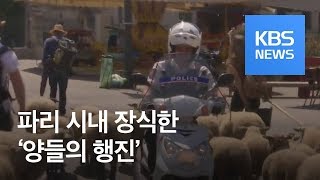 [클릭@지구촌] 유유자적, 파리 시내 장식한 양들의 행진 / KBS뉴스(News)