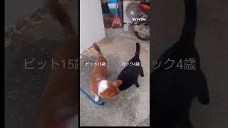 犬猫がいる生活②#老犬#黒猫