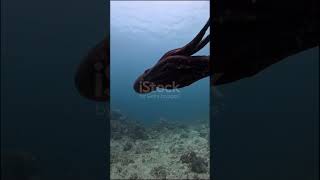 Octopuses amazing fact videos of the my channel #animals #Octopuses #facts #astronema