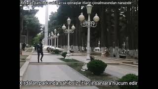 Xırdalan parkı sahibsiz itlər