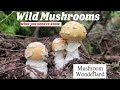 Wild Mushrooms- What You Need To Know