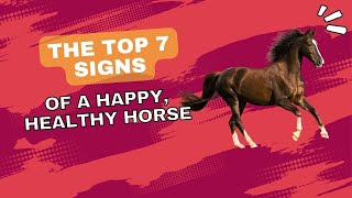 The Top 7 Signs of a Happy, Healthy Horse