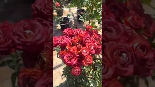 Wonderful rose flowers plant // beautiful colour of rose flowers (5/4)