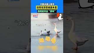 大鵝冰湖上散步 沒預兆突然掉進水裏 圍觀者笑出“鵝叫”#新聞 #真實事件 #shorts