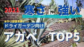 【2021耐寒性に強いオススメのアガベ】手間いらず寒さに強いオススメアガベをご紹介！