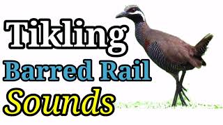 Tunog ng Tikling Barred Rail Sounds Effect No Copyright Sounds