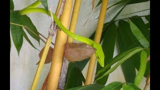 Oriental Whip Snake catching a frog in Phuket / Thailand