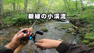 【ベイトフィネス】新緑の小渓流でイワナを釣る