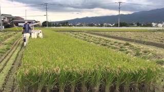 2015 開成町金井島 稲刈り風景