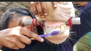 ഒന്ന് പല്ല് തേപ്പിച്ചതാ😁🤞|Suryakuttan👀💖|@RIDER_SISTERS #horseteeth #horseteethcleaning