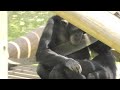 we are fun brothers by fubuki and ibuki 僕らは面白い兄弟だよ！フブキとイブキ　chimpanzee tama zoological park