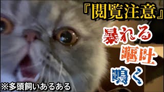 【多頭飼い】初めてのお引っ越しで車内が動物園になりました。笑