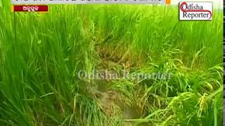 Elephant Spoil Crop in Talcher Range || ହାତୀ ଆତଙ୍କରେ ଗାଁ ଲୋକେ