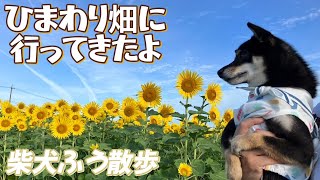 柴犬とお散歩旅！にいみ農園ひまわり畑〜東端公園　黒豆柴ふう散歩