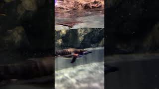 penguin　ペンギン  英名：Magellanic Penguin 学名：Spheniscus magellanicus