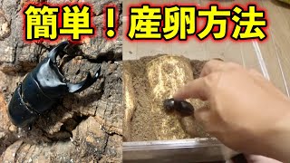 オオクワガタの増やし方（産卵方法）