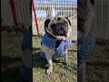 とても寒い日 パグ 散歩 pug