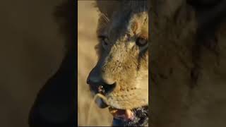 Tha lion 🦁 king | #lion #shortvideo #youtubeshorts