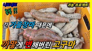 까맣게 변해버린 고구마, 무슨 일이 있었을까?! / 가을 장마에 상처입은 농심 T.T