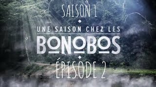 Une Saison Chez Les Bonobos S1-Ep2