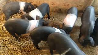 Piglets are Weaning from mother.. Pig Farm in Howraghat, Karbi Anglong, Assam, India.