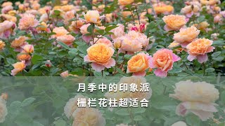 月季中的印象派，栅栏花柱超适合