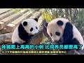 12.2妹猪挑战外场小树，猪猪成功登顶#판다 #大熊猫 #cute熊猫