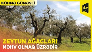 Köhnə Günəşli qəsəbəsində zeytun ağacları məhv olmaq üzrədir