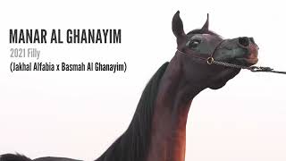 MANAR AL GHANAYIM - (Jakhal Alfabia x Basmah Al Ghanayim)