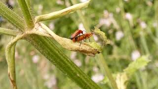 soldier beetles