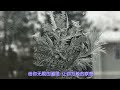 071【美丽窗冰花】大自然的杰作！在寒冬夜绽放在窗户上的冰花令人惊奇。各种图案，随意布景，运笔流畅，鬼斧神工 amazing pictures on the cold winter s windows