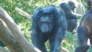 THE ALPHAMALE 　KAZUYA　よこはま動物園ズーラシア　チンパンジー　　202212