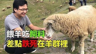 台灣清境農場餵羊吃飼料，差點跌死在羊群裡！