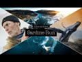Sardine Run South Africa - Wildcoast, Baitballs, Diving Birds, Whales, Sharks