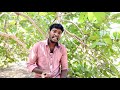 சேவல் ஏன் கூவுகிறது why does the rooster crows