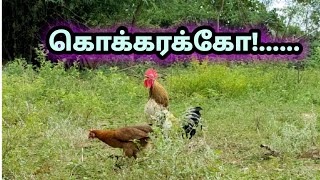 சேவல் ஏன் கூவுகிறது? why does the rooster crows?