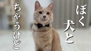 【猫との暮らし】見た目は猫🐈やってることは犬🐕どんだけ可愛いねん😻