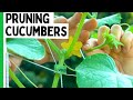 Pruning Cucumbers For Better Yields