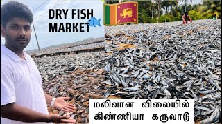 கிண்ணியா கருவாடு உற்பத்தி | Dry fish market in Kinniya Trincomalee, Sri Lanka 🇱🇰🐟