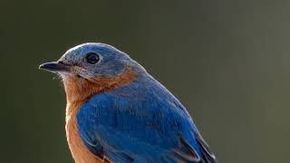 Mountain Bluebird |  makes its home in the pristine landscapes of the western Americas