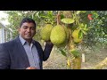আঠাবিহীন বারোমাসি কাঁঠাল- ২য় বছরেই ফল আসে - Jackfruit Year Round