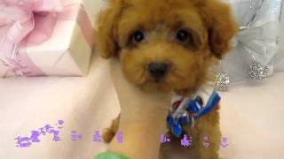 852小玩具貴賓►茶杯貴賓(貴婦犬)Teacup poodleティーカッププードル